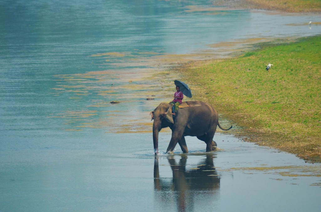 chitwan elephant